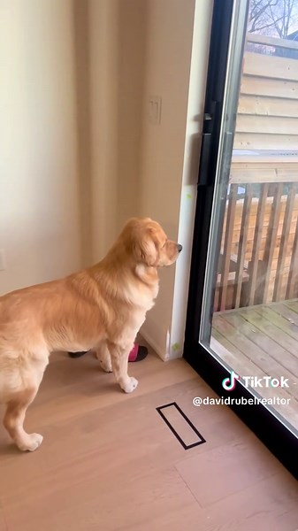 We bought a Doggie Doorbell and Steven has learned to use it a LITTLE too well. His previous method to go out was whining and scratching at the door so this is a vast improvement. I love how incredulous and frustrated he is that I won't help him defend Castle Rubelevy 🤣 #torontorealtor #etobicokerealtor #etobicokerealestate #goldenretriever #dogsofinstagram