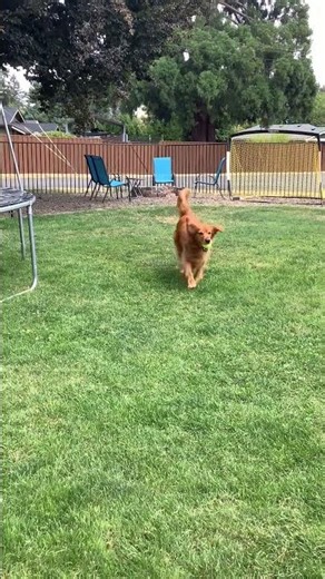 How can another dog talk.