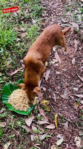 Hungry Dog Eating Rice | A Simple Act of Kindness