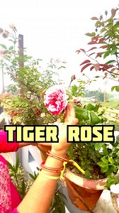 Tiger Rose Update: Blooming Progress! 🌸🌿 Exciting news! Our Tiger Rose is showing incredible blooming progress, and the vibrant flowers are starting to emerge beautifully. 🌺✨ With the right care, it’s thriving and adding a stunning pop of color to the garden! 🌞 Sunlight: Plenty of bright, indirect sunlight is helping it flourish. 💧 Watering: Keeping the soil consistently moist but well-drained. 🌱 Fertilizer: A balanced feed every few weeks is boosting growth. Have you noticed any blooms on