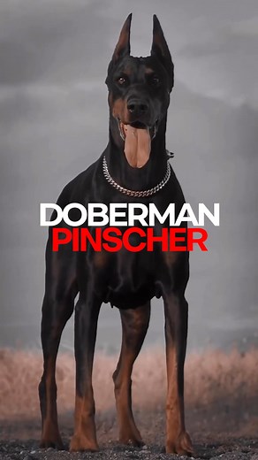The Fascinating History of Doberman Pinschers | The Bully View