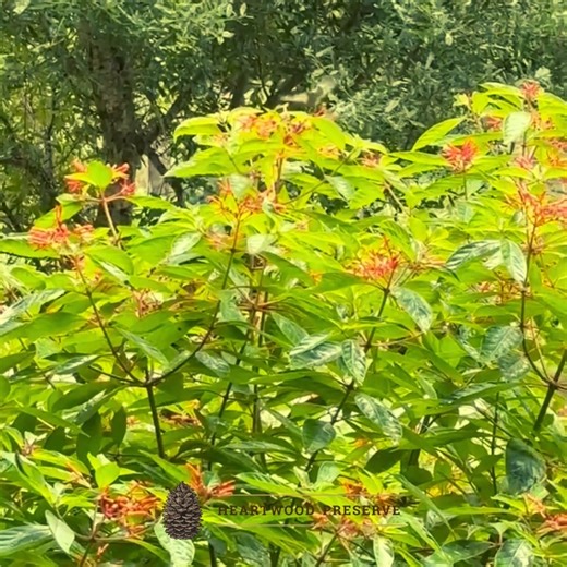 🌺Celebrate National Hummingbird Day with us!🌸 By protecting this land - we protect them - and the beauty they bring to every bloom! Our conservation easement protects the vibrant habitat of hummingbirds – vital pollinators, especially for native plants with tubular flowers that other pollinators cannot reach. This conservation easement guarantees the permanent protection of the cemetery as a nature preserve. It ensures that the biodiversity of the land will be protected. These dazzling birds a