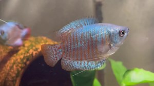 Dwarf gouramis in store make a great community fish . spectacular colour and stay small … Live video | Lots of Fins Aquarium