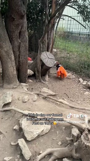 should we dress up the goats for every holiday?🤔