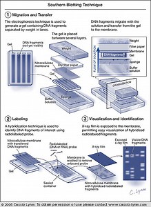 Southern blotting and DNA fingerprinting - Lasker Foundation