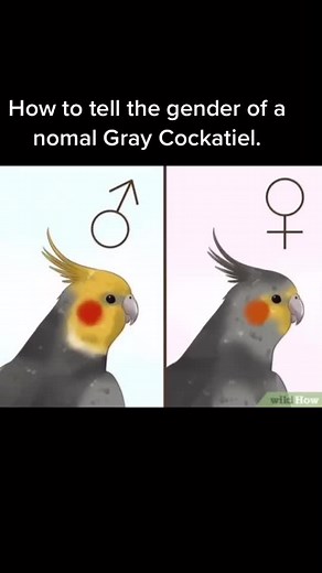 How to Gender a Normal Gray Cockatiel