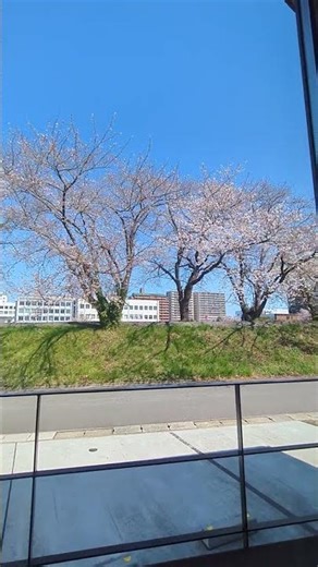 Cherry blossoms at Kojima Coffee, Iwaki City Shinkawa Embankment Pump Station; cherry blossoms in...