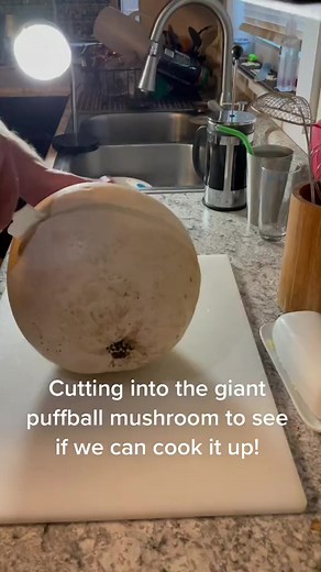 63K views · 971 reactions | The biggest puffball mushroom I have ever seen!  #mushroom #puffball #foraging | James Weston | Facebook