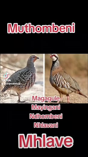 Tsonga Clan Names and Praises | Mthombeni Clan Videos