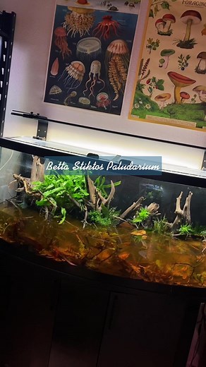 Ultimate Black Water Paludarium & Betta Tank Setup