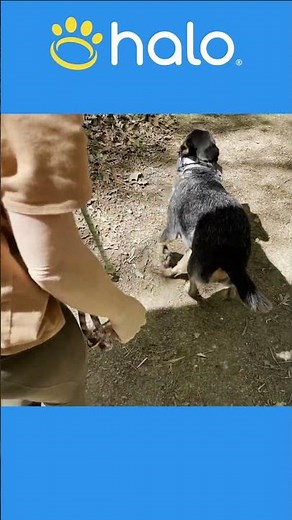 Testing Halo Collar Whistle Function in the Woods