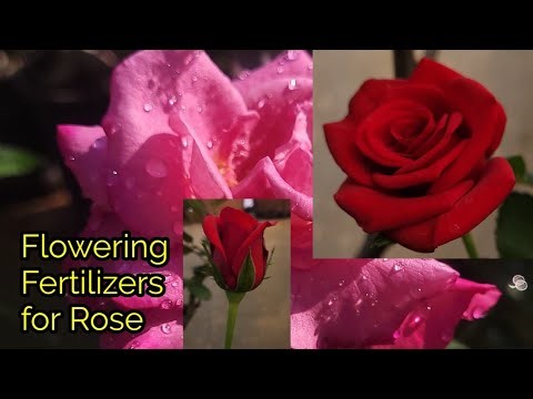 Rose Flowering 2025! Fertilizer For Flowering All Roses Fertilizer