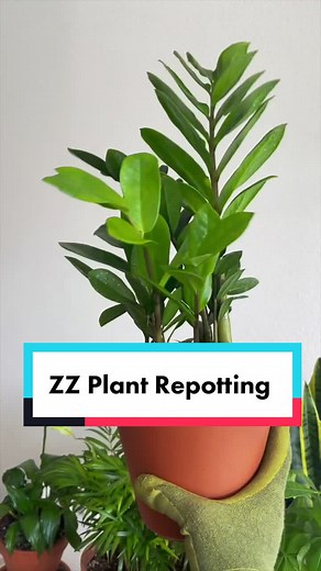 Steeze365Daily on TikTok