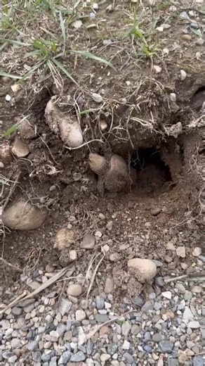 Rare Moment! Baby Snapping Turtles Hatch from Eggs in the Wild #shorts #turtle