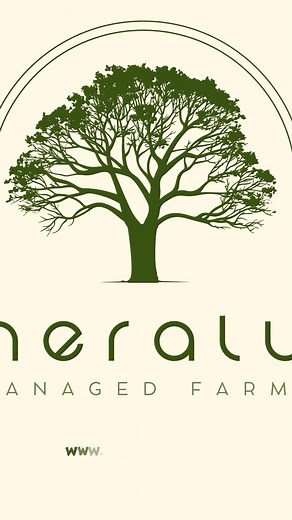 ❤️ Love Grows Here! ❤️ This Valentine’s Day, celebrate love where it blossoms naturally—at Neralu Managed Farmlands!  Escape the chaos, reconnect with nature and create memories that last a lifetime. Because love, like nature, thrives when nurtured. ✨ Happy Valentine’s Day!  #LoveGrowsHere #ValentinesInNature #NeraluFarms #ReconnectWithLove #GreenValentine #NatureAndLove #SustainableLiving #CelebrateWithNature | Neralu Farms | Facebook