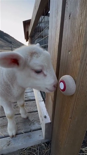 Baby Lamb Presses a Secret Button… Then Finds Paradise! 🐑 #Shorts