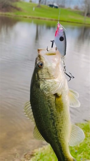 My first top water bass of 2026! Caught in the bling n eye mini ploppers!! #bassfishing #bass #fish