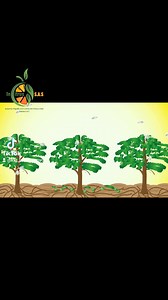 122K views · 3.8K reactions | #Tips sobre El #Picudo de los Cítricos, aprenda a reconocerlo y a controlarlo. #Plagas #Cítricos #Picudo #Monitoreo #Prevención #Cultivos #Agricultura #Proteger #Video #Viral #InCitrus | Aprendamos Sobre Cítricos | Facebook