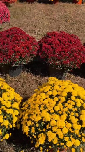 🍁 Fall is in the air here in Paris -Henry County! 🍂 We’re soaking up all the cozy vibes, colorful leaves, and fall activities. 🎥 Check out this short video celebrating fall in Paris-Henry County— then tell us in the comments: What’s your favorite fall activity? | Paris, TN-Henry County Chamber of Commerce