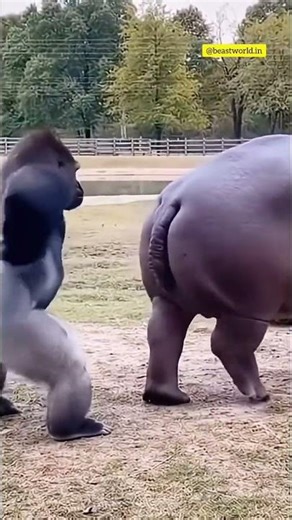What do you think when the ape starts punching the rhino in the back.#funny #foryou #youtubeshorts