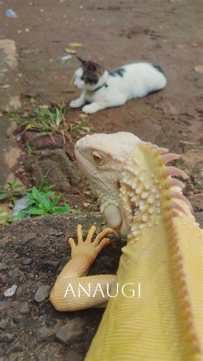 Iguana with funny cat #iguana #reptile #animallove #cat #petlove | Anaugi Albino