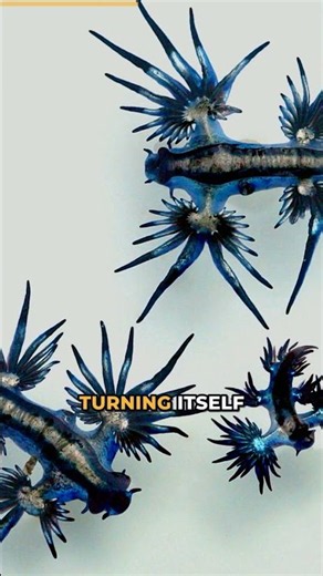 How does the blue glaucus steal venom?