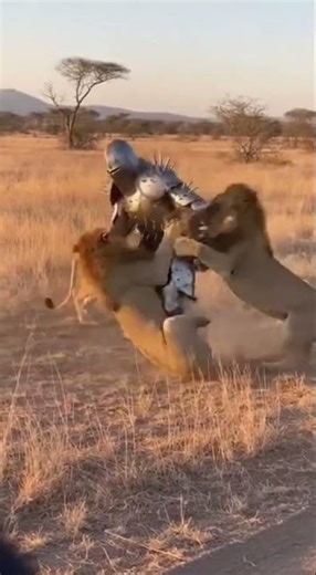 Tourist filmt brutalen Löwenangriff auf gepanzerten Mann mit Stachelrüstung 😱🦁