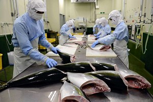 Southwest Japan’s Challenges: Signs of Growth / Fisheries Industry Seeks Growth Overseas to Counter Declining Domestic Demand; Aquaculture, Quality Control Key Avenues
