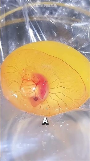 Turtles Without Shells