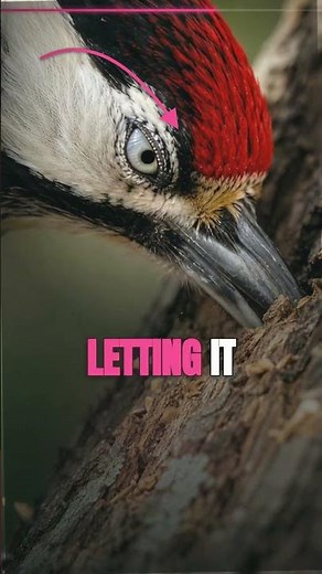 This Is Why Woodpeckers Don't Get Brain Damage #sciencefacts #shorts