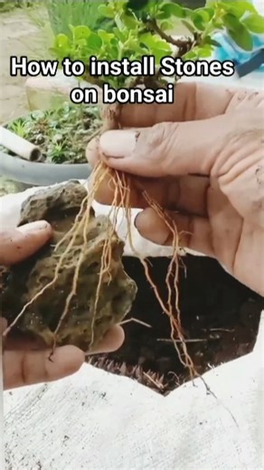 installing stones on a mame bonsai from the beginning until it is ready to be displayed