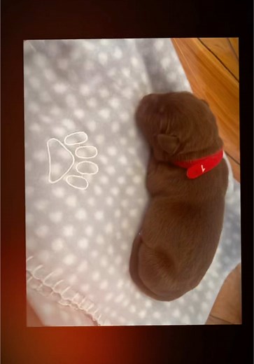 Introducing our THIRTEEN gorgeous Borador puppies. This Labrador / border collie cross produces a lively, devoted family dog equally made for outdoor adventures or snuggling on the couch. With an eagerness to please and a highly trainable disposition, the Borador makes a wonderful addition to any family. We have had a busy couple of days getting to know these little cuties. Mum and babies have all had their first vet check up and are all doing well. We hope you enjoy following the puppies along