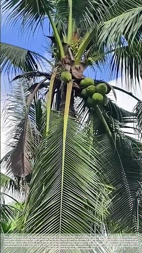 Throwing Hand Tools: How Farmers Secure Axes High Up on Tall Coconut Palm Trunks