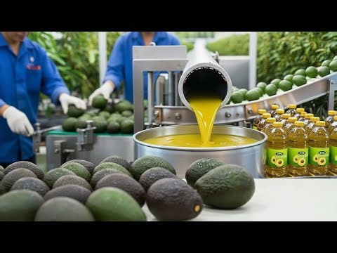 Inside a Multi-Million Dollar Avocado Oil Factory: Full Production Process 🥑