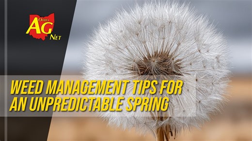 Weed management tips for an unpredictable spring - Ohio Ag Net | Ohio's Country Journal