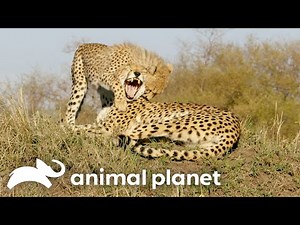 The Dangerous Life of A Jungle Cat! | Big Cat Tales | Animal Planet
