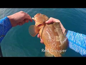 Deep Sea Fishing On Hubbard's Marina 10 Hour Day Trip