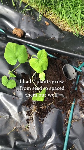 I’m so excited at the idea of a pumpkin patch this year. That’s the Jack O Lanterns in so fingers crossed they do well. Still my little mini white pumpkins to plant out next 💕🎃 #pumpkin #pumpkinpatch #growyourown #homegrown #gardentok