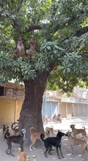 Monkeys vs Dogs Epic Street Battle!