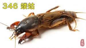 346 蝼蛄——别名土狗、拉拉蛄