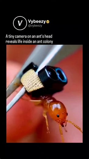 vybeezy on Instagram: "This clip shows a rare first-person journey inside an actual ant colony, filmed using an ultra-light micro camera gently mounted on an ant’s head 🐜📹 As it returns to the nest, you see the dark, narrow tunnels flickering with activity — an underground world almost no one ever experiences this closely. What starts simple becomes hypnotic. The ant moves through a living maze built for survival, revealing ventilation corridors, food chambers, and nursery rooms. These shots a