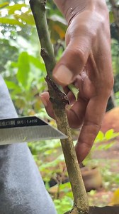 252K views · 1.1K reactions | Budding method | GraftingPlants | Facebook