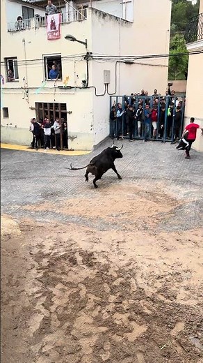 ¡Espectacular toro cerril en la Foia! ¡Impresionante! #toros #bull #toro