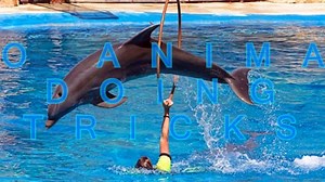 Zoo animals doing tricks - Cool animal compilation