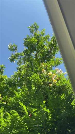 နွေဦးမနက်ခင်းရဲ့ အကြည်ဓာတ်လေးယူကြရအောင်🌿🐝ဟိုvd လေးက view 600k တောင်ကျော်သွားတယ် ကံ့ကော်ပန်းလေးကိုအဲ့လောက်ချစ်ကြတယ်မထင်ထားမိဘူး၊ ကံ့ကော်ပန်းရနံ့က မြန်မာသိပ်ဆန်တယ်၊ နန်းဆန်တယ်လို့လဲခံစားမိတယ်၊ ဝါးလံုးရရင်တောင်မခူးရက်တော့ဘူးရှင် မနက်ခင်းနေရောင်ဖျော့ဖျော့လေးထိုးရင် ပန်းလေးတွေကသိပ်လှတာ🫶🏻✨☀️ #evelynthu #xybca #fypviralシ #peaceful #nature