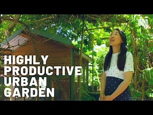 Highly productive urban farm / Sustainable garden / Permaculture / Edible beauty / Fruit & Veggies