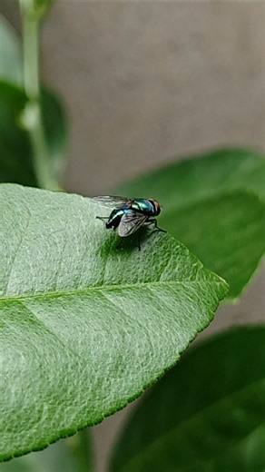 Wildlife & Nature: Can't believe it did that right in front of the camera.