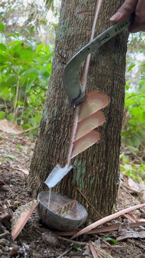 Why Is This Tree Crying? 😳. #rubbertree #oddlysatisfying #shorts