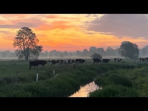 Go behind the scenes of a British Dairy Farm - the home of Baron Bigod - Fen Farm Dairy