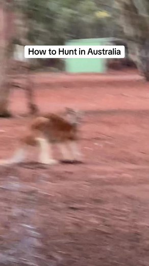 How to Hunt Kangaroo in Australia Guide